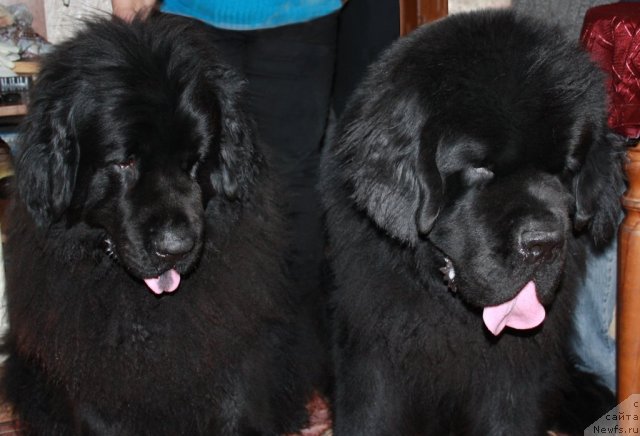 Фото: ньюфаундленд Фанньюф Ультра Мега Супер Герл (Funnewf Ultra Mega Super Girl), ньюфаундленд Бегущая по Волнам Сун ин Му Ханд (Beguschaya po Volnam Sun in My Hand)