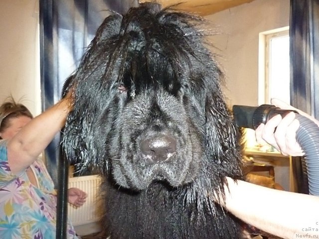 Фото: ньюфаундленд Фанньюф Ультра Мега Супер Герл (Funnewf Ultra Mega Super Girl)