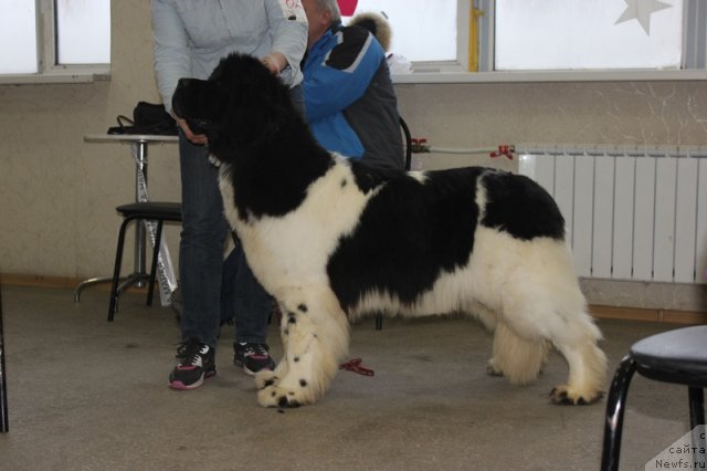 Фото: ньюфаундленд Callistos Resolution