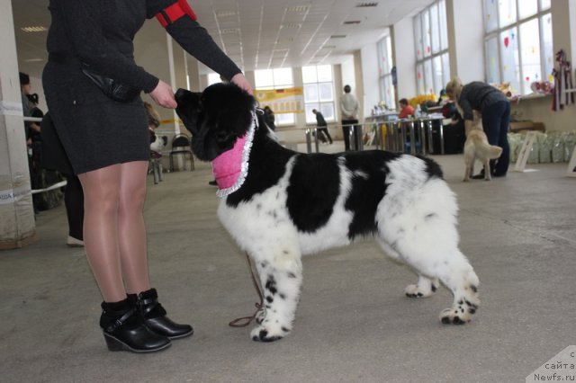 Фото: ньюфаундленд Искушение Моей Души (Iskushenie Moey Dushi)