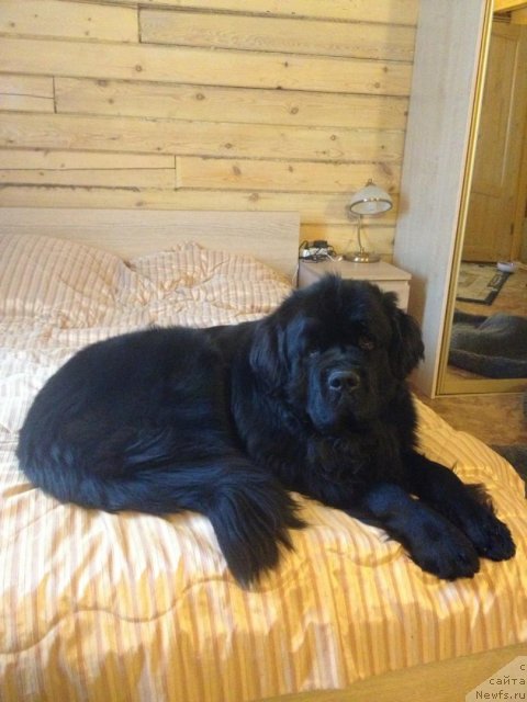 Фотография № 114770