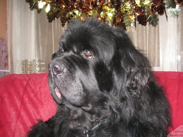 Фотография № 114771