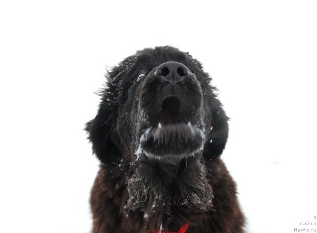 Фотография № 114773