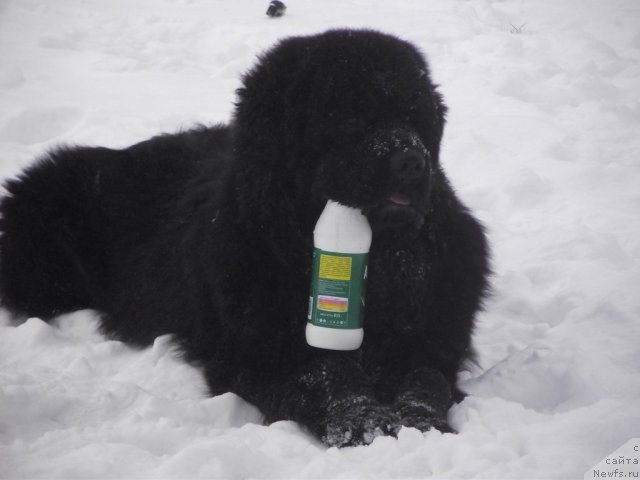 Фото: ньюфаундленд Чарующий Чезарио (Charuyuschiy Chezario)