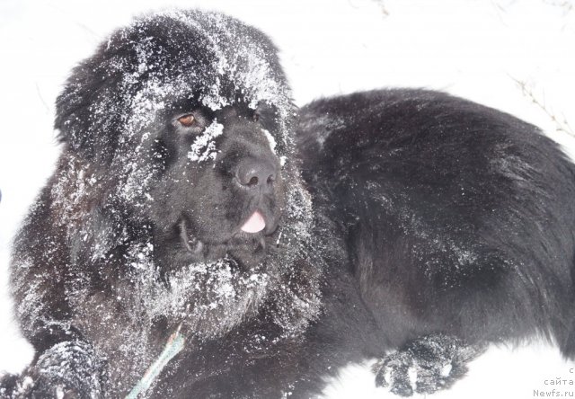 Фото: ньюфаундленд Чарующий Чезарио (Charuyuschiy Chezario)