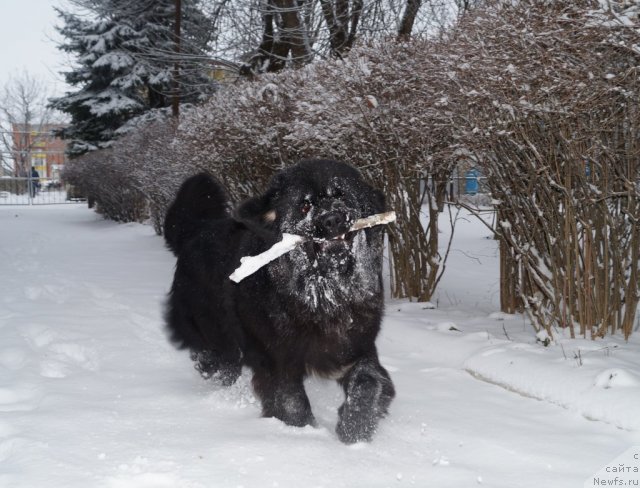 Фото: ньюфаундленд Чарующий Чезарио (Charuyuschiy Chezario)
