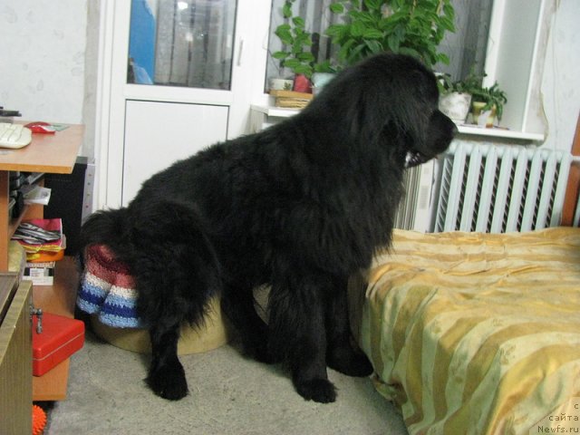 Фотография № 114822