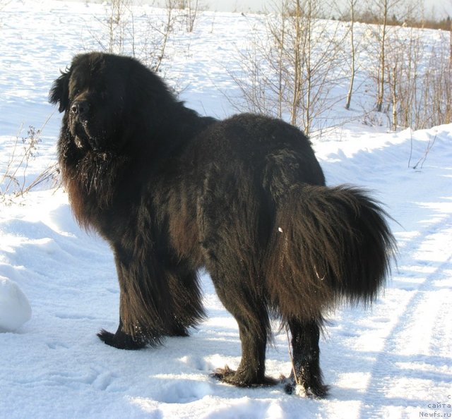 Фото: ньюфаундленд Фанньюф Уилгрэм Сэр