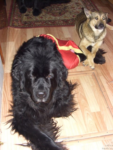 Фото: ньюфаундленд Акин Соул София, Рыжий