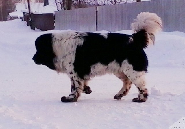 Фото: ньюфаундленд Супер Бизон Екатеринбург (Super Bizon Ekaterinburg)