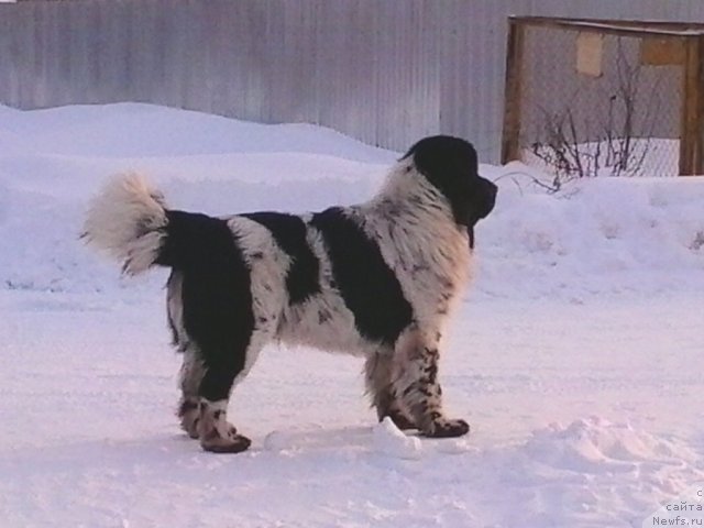 Фото: ньюфаундленд Супер Бизон Екатеринбург (Super Bizon Ekaterinburg)