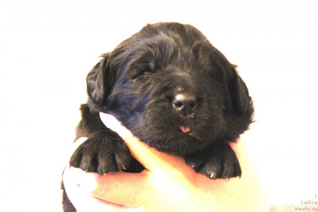 Фото: ньюфаундленд Акватория Келвин Голубая Лагуна, щенки