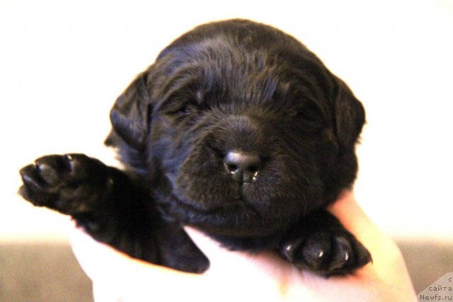 Фото: ньюфаундленд Акватория Келвин Голубая Лагуна, щенки