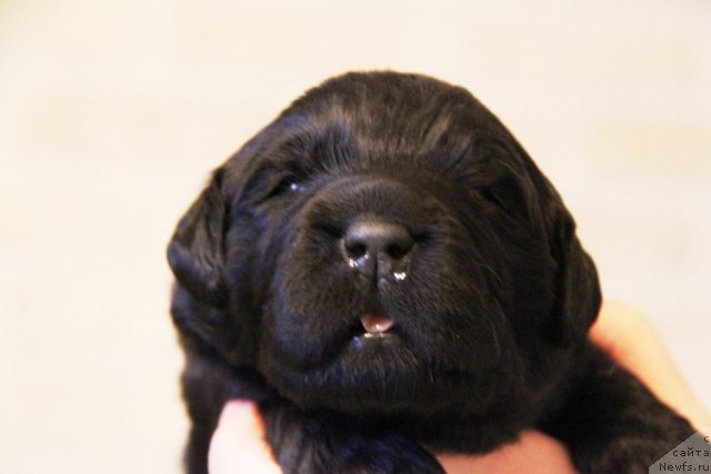 Фото: ньюфаундленд Акватория Келвин Голубая Лагуна, щенки