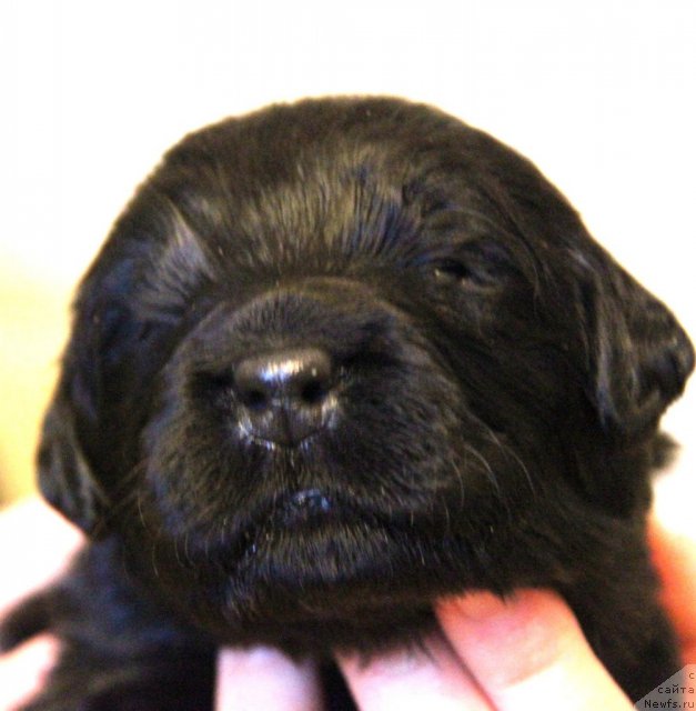 Фото: ньюфаундленд Акватория Келвин Голубая Лагуна, щенки