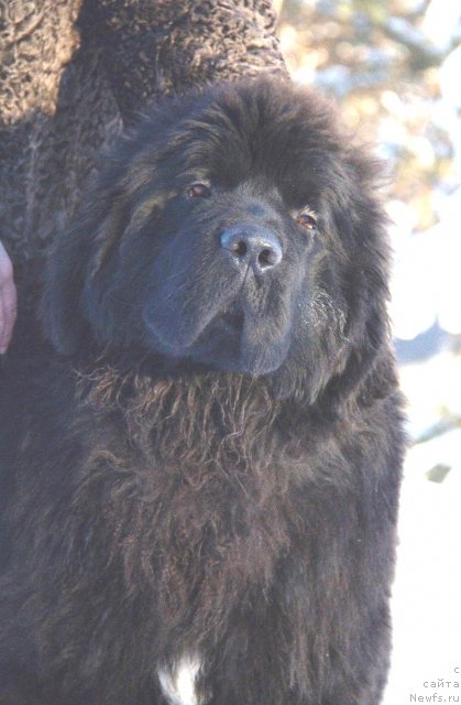 Фото: ньюфаундленд Акватория Келвин Фэйс Контрол (Aquatoriya Kelvin Fase Control)