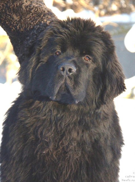 Фото: ньюфаундленд Акватория Келвин Фром Сибириа эт Каюга (Aquatoriya Kelvin From Siberia at Cayuga)