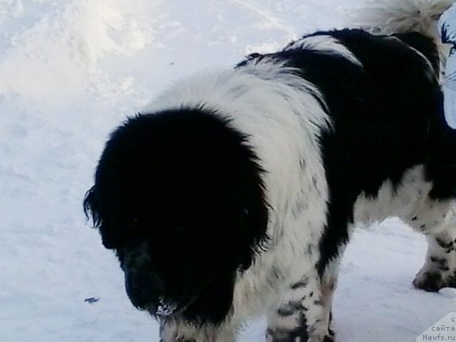 Фото: ньюфаундленд Супер Бизон Екатеринбург (Super Bizon Ekaterinburg)