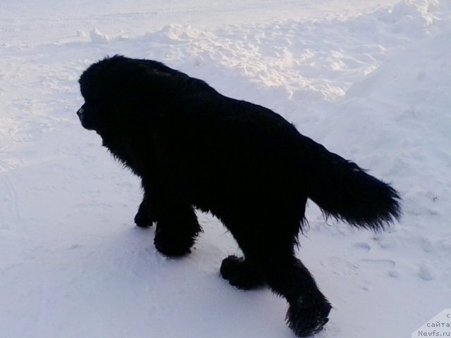 Фото: ньюфаундленд Их Высочество Владлена Маджикс