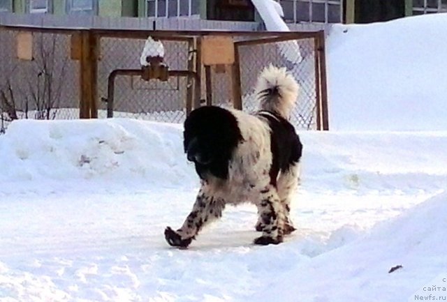 Фото: ньюфаундленд Супер Бизон Екатеринбург (Super Bizon Ekaterinburg)