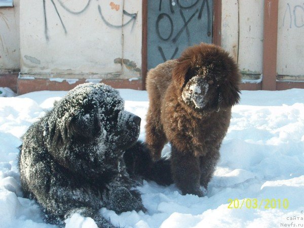 Фото: ньюфаундленд Царевич Империи Ньюф от Марлеон Дусвик, ньюфаундленд Черный Шарм Амбер Бест Дог ФО Марлеон