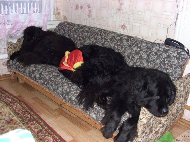 Фото: ньюфаундленд Акин Соул София, ньюфаундленд Лесная Сказка Лунная Соната, ньюфаундленд Барышня