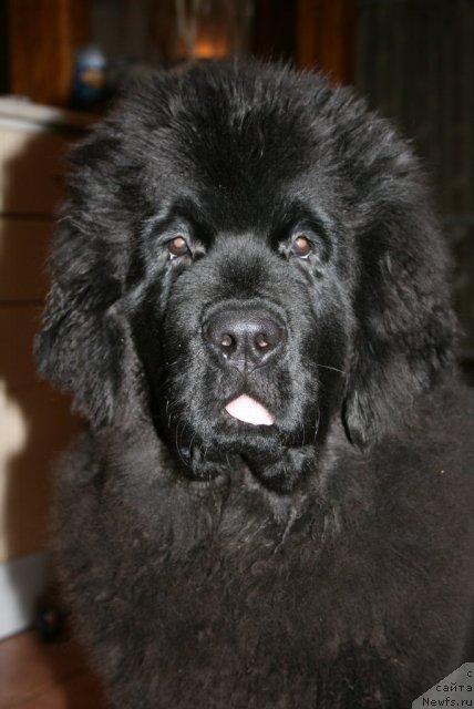 Фото: Fluffy avalanche excellent choice, ньюфаундленд Акватория Келвин Онли Лав (Aquatoriya Kelvin Only Love)