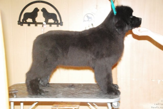 Фото: ньюфаундленд Флюфи Аваланч Эвер Реаду (Fluffy Avalanch Ever Ready)