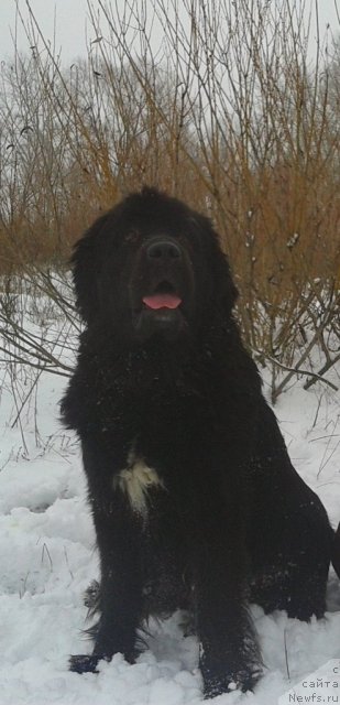 Фото: ньюфаундленд Лесли-Сиа Фловер (Leslley-Sia Flover)