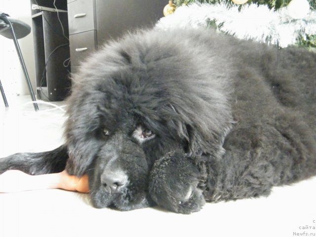 Фото: ньюфаундленд Альфа Таури Династия Совершенства (Аlpha Tauri Dinastiya Soverchenstva)