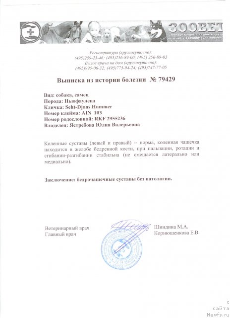 Фото: ньюфаундленд Сент Джонс Хаммер (Sent Djons Hummer)