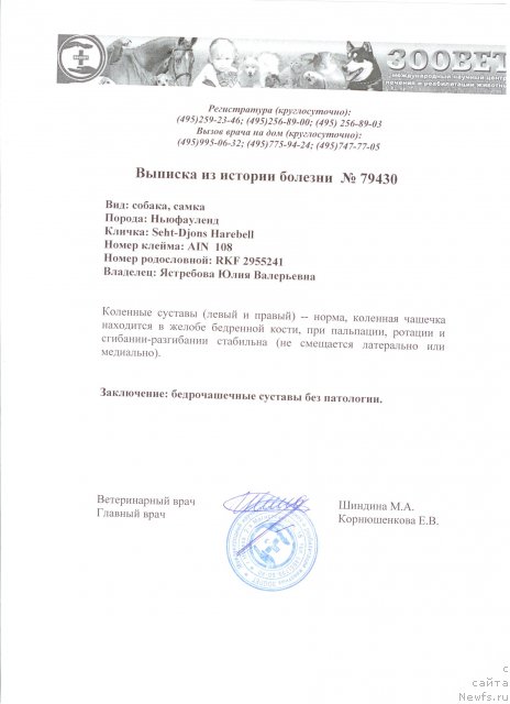 Фото: ньюфаундленд Сент Джонс Харебелл (Sent Djons Harebell)