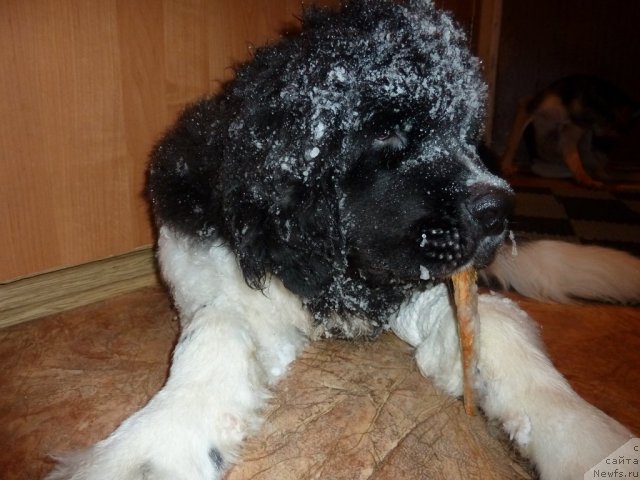 Фото: ньюфаундленд Фиаметтахауз Примо Орсо Нео