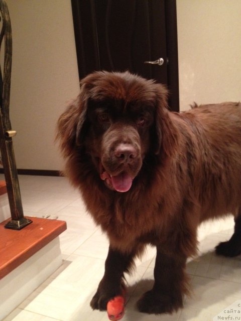 Фото: ньюфаундленд Ван Лен Тайм Женевьева