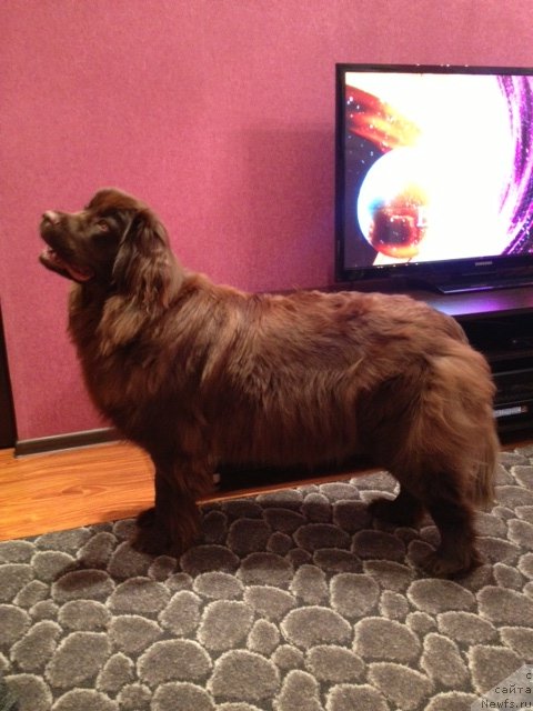 Фото: ньюфаундленд Ван Лен Тайм Женевьева