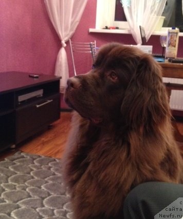 Фото: ньюфаундленд Ван Лен Тайм Женевьева