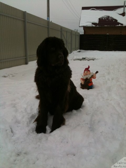 Фото: ньюфаундленд Ван Лен Тайм Женевьева