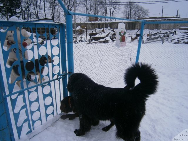 Фото: ньюфаундленд Бегущая по Волнам Центурион Приор