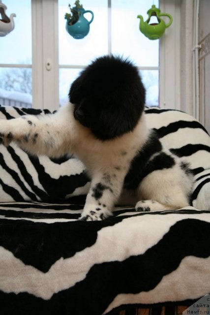 Фото: ньюфаундленд Степная Пальмира Ексклюзиве фор Латвия (Stepnaya Palmira Eksklusive For Latvia)