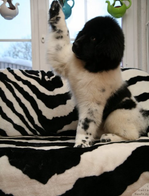 Фото: ньюфаундленд Степная Пальмира Ексклюзиве фор Латвия (Stepnaya Palmira Eksklusive For Latvia)