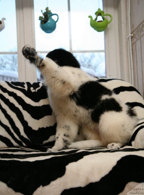 Фото: ньюфаундленд Степная Пальмира Ексклюзиве фор Латвия (Stepnaya Palmira Eksklusive For Latvia)