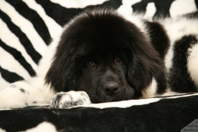 Фото: ньюфаундленд Степная Пальмира Ексклюзиве фор Латвия (Stepnaya Palmira Eksklusive For Latvia)