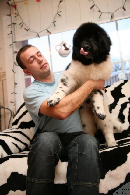 Фото: ньюфаундленд Степная Пальмира Ексклюзиве фор Латвия (Stepnaya Palmira Eksklusive For Latvia), Александр Розенфельд