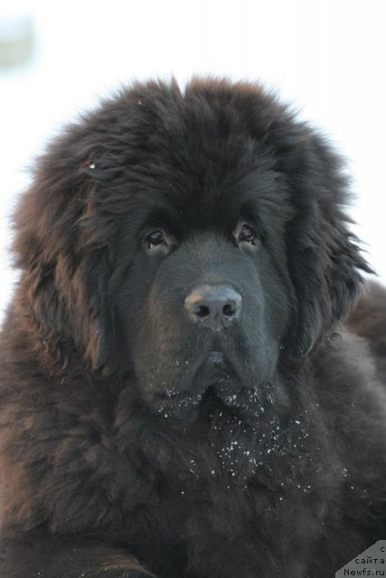 Фотография № 114963