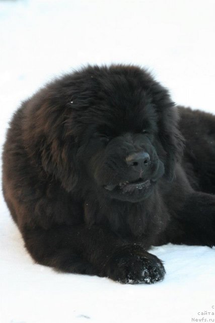 Фото: ньюфаундленд Акватория Келвин Онли Лав (Aquatoriya Kelvin Only Love)