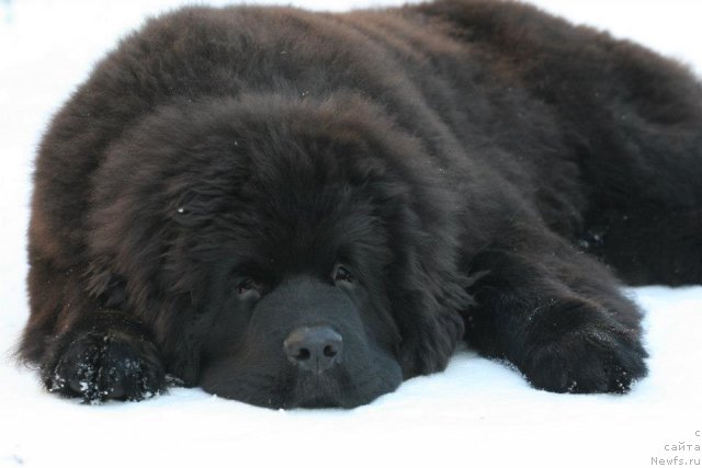 Фотография № 114966