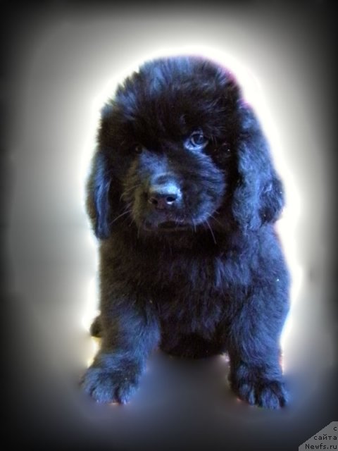 Фото: ньюфаундленд Челеста Ремаркабл Венч