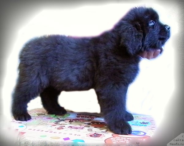 Фото: ньюфаундленд Челеста Ремаркабл Венч