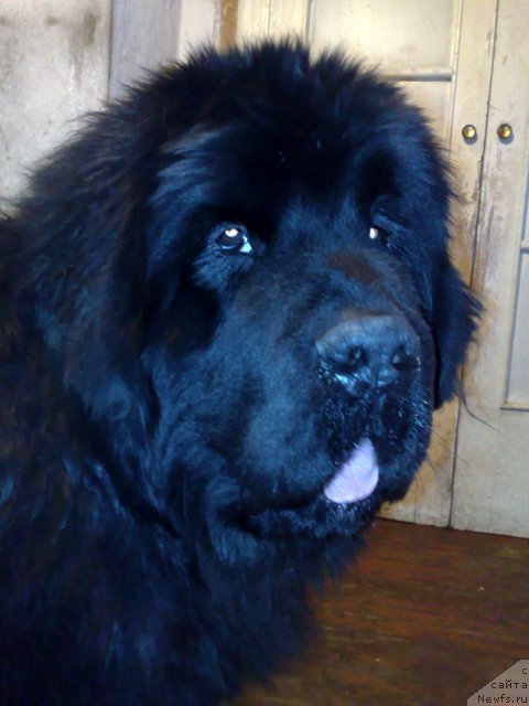 Фото: ньюфаундленд Акватория Келвин Флэш Ройал (Aquatoriya Kelvin Flash Royal)