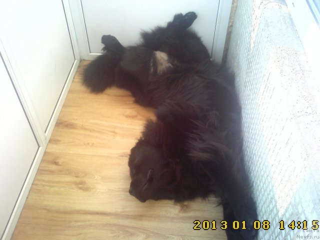 Фото: ньюфаундленд Несси Блэк с  Лесной Заимки